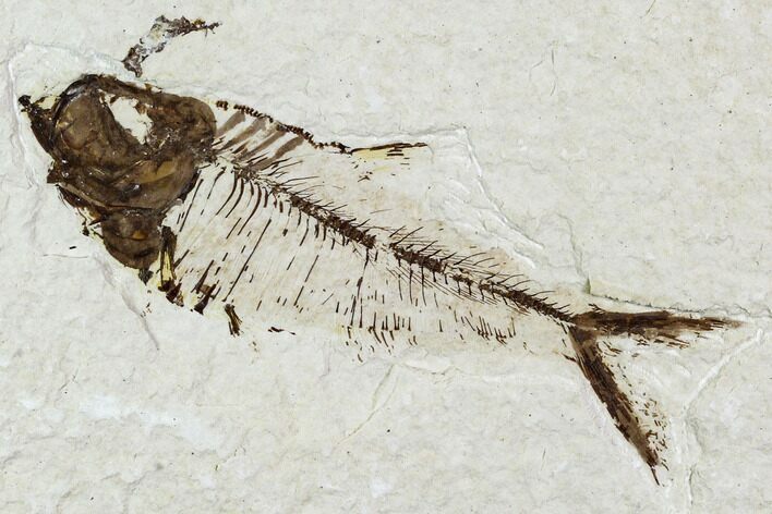 Bargain, Fossil Fish Plate (Diplomystus) - Wyoming #111259